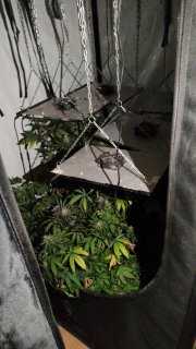 Namiot z krzakami marihuany