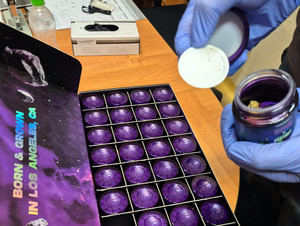 Areszt dla obywatela Omanu i Polki za posiadanie 14 kilogramów marihuany