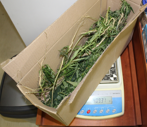 Zdjęcie przedstawia rośliny umieszczone w otwartym tekturowym pudełku ustawionym na niebieskiej wadze. Wyświetlacz wagi pokazuje liczbę 406.31.