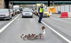 Warszawa przygotowana na „Nurogęsi” – policjanci wspierają takie inicjatywy