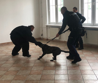 pies służbowy policyjny